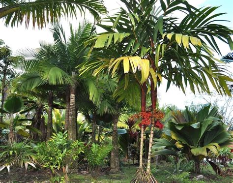 crownshaft palm.